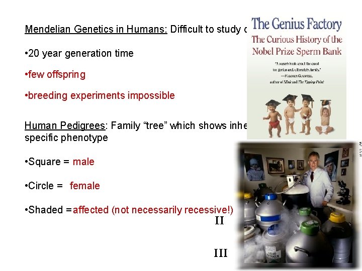 Mendelian Genetics in Humans: Difficult to study due to • 20 year generation time