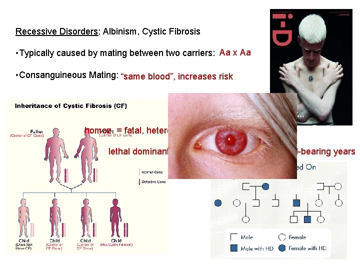 Recessive Disorders: Albinism, Cystic Fibrosis • Typically caused by mating between two carriers: Aa