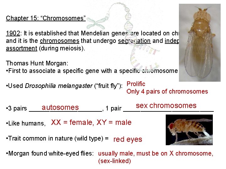 Chapter 15: “Chromosomes” 1902: It is established that Mendelian genes are located on chromosomes