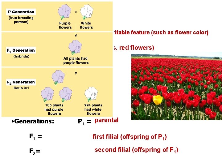 Terms used to study genetics: Character (or characteristic): Heritable feature (such as flower color)
