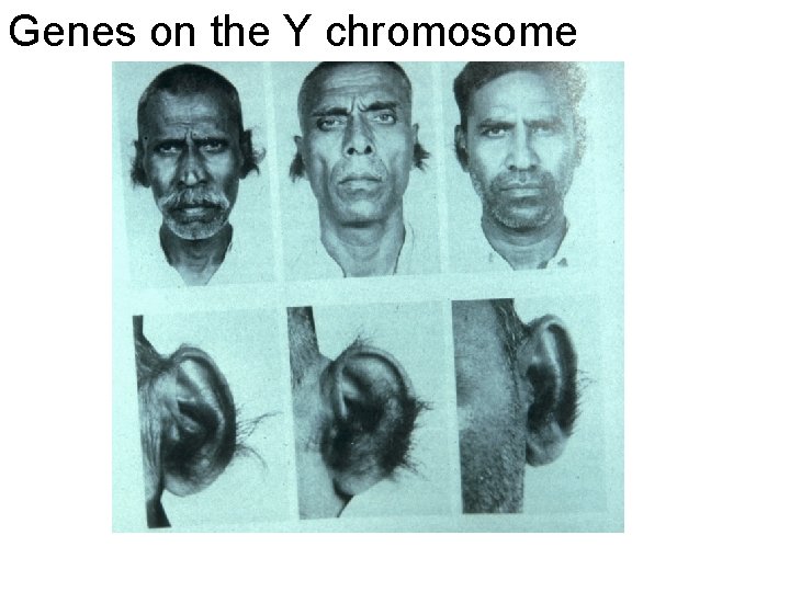 Genes on the Y chromosome 