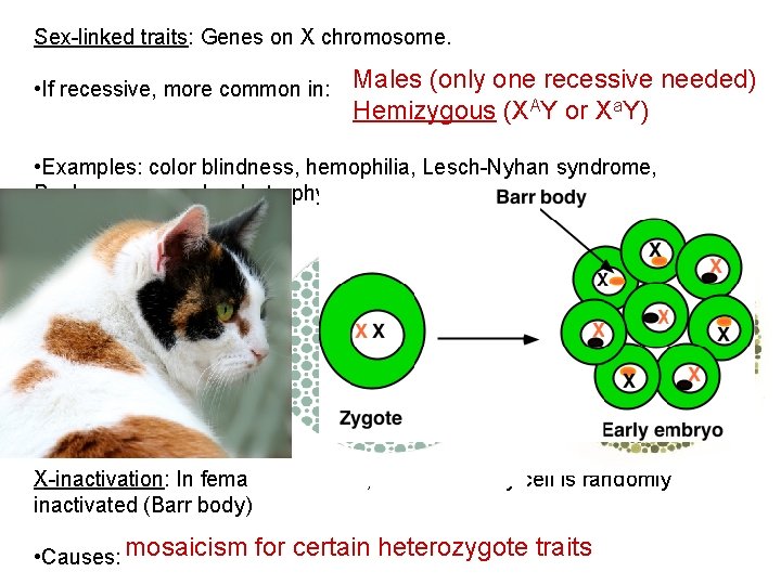 Sex-linked traits: Genes on X chromosome. • If recessive, more common in: Males (only