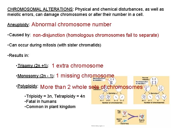 CHROMOSOMAL ALTERATIONS: Physical and chemical disturbances, as well as meiotic errors, can damage chromosomes