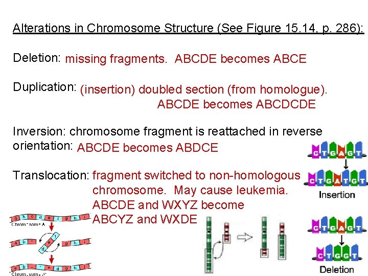 Alterations in Chromosome Structure (See Figure 15. 14, p. 286): Deletion: missing fragments. ABCDE