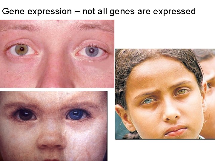 Gene expression – not all genes are expressed 