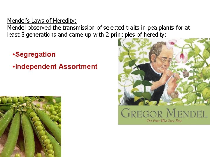 Mendel’s Laws of Heredity: Mendel observed the transmission of selected traits in pea plants