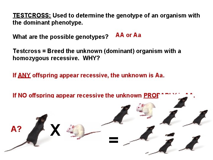 TESTCROSS: Used to determine the genotype of an organism with the dominant phenotype. What