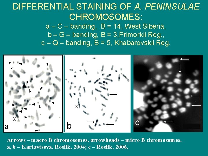 DIFFERENTIAL STAINING OF A. PENINSULAE CHROMOSOMES: a – С – banding, В = 14,