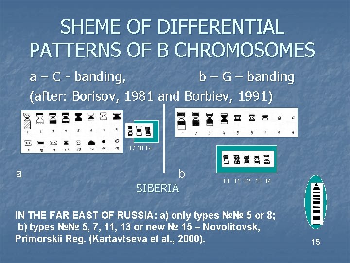 SHEME OF DIFFERENTIAL PATTERNS OF В CHROMOSOMES а – С - banding, b –