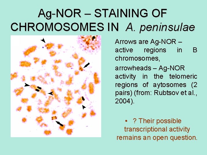 Ag-NOR – STAINING OF CHROMOSOMES IN A. peninsulae Arrows are Ag-NOR – active regions
