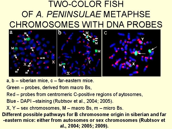 TWO-COLOR FISH OF A. PENINSULAE METAPHSE CHROMOSOMES WITH DNA PROBES c M M a,