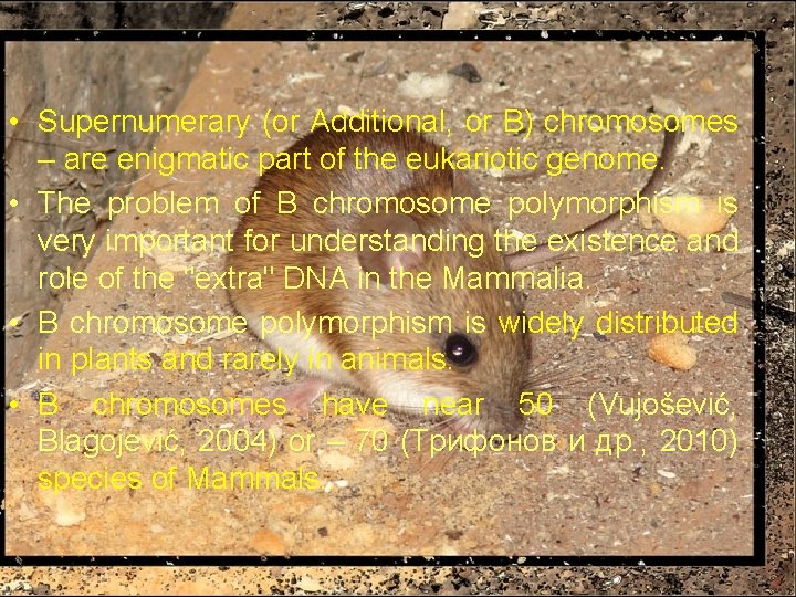  • Supernumerary (or Additional, or B) chromosomes – are enigmatic part of the