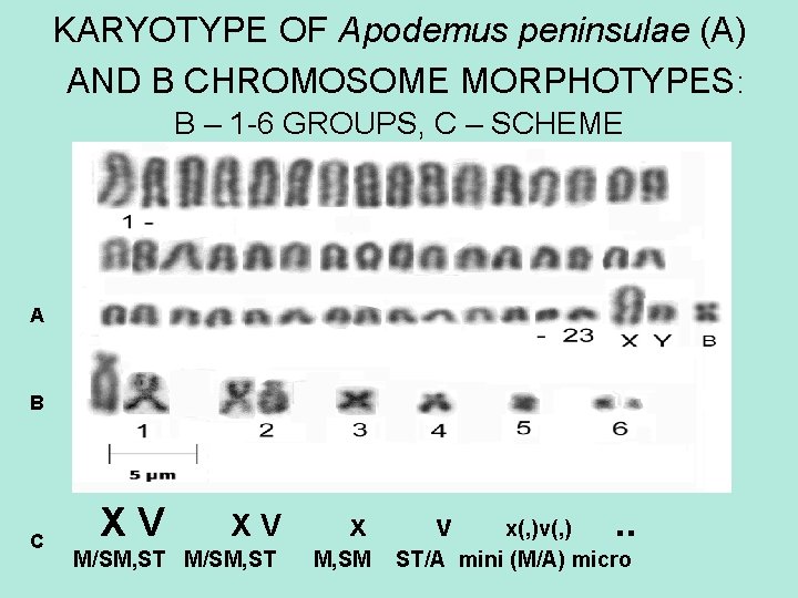 KARYOTYPE OF Apodemus peninsulae (A) AND B CHROMOSOME MORPHOTYPES: B – 1 -6 GROUPS,