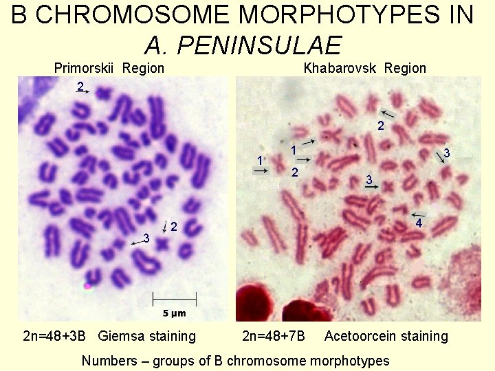 B CHROMOSOME MORPHOTYPES IN A. PENINSULAE Primorskii Region Khabarovsk Region 2 2 1 3