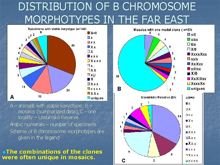 DISTRIBUTION OF B CHROMOSOME MORPHOTYPES IN THE FAR EAST Aa A B A –
