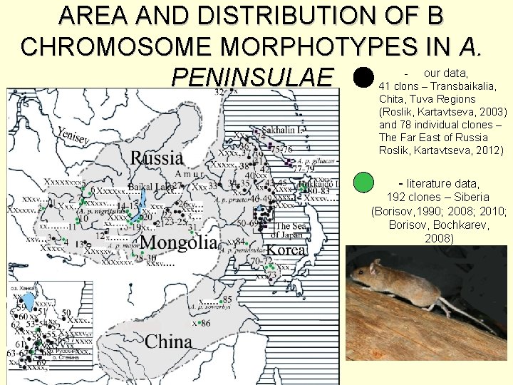 AREA AND DISTRIBUTION OF B CHROMOSOME MORPHOTYPES IN A. - our data, PENINSULAE 41