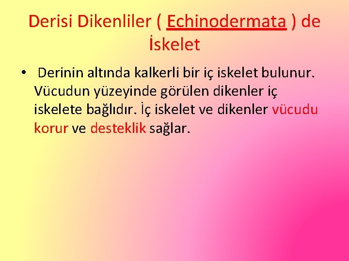 Derisi Dikenliler ( Echinodermata ) de İskelet • Derinin altında kalkerli bir iç iskelet