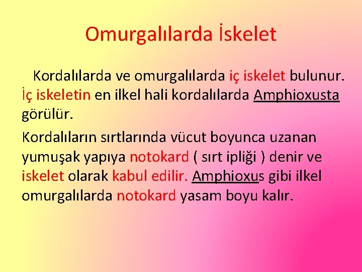 Omurgalılarda İskelet Kordalılarda ve omurgalılarda iç iskelet bulunur. İç iskeletin en ilkel hali kordalılarda