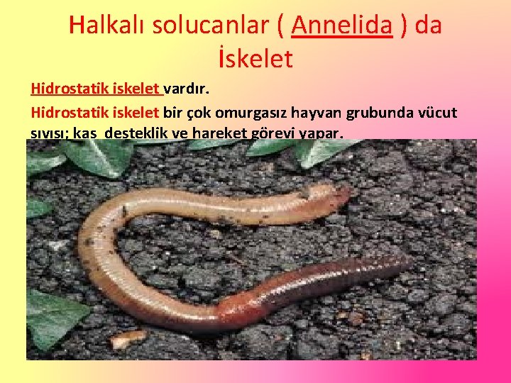 Halkalı solucanlar ( Annelida ) da İskelet Hidrostatik iskelet vardır. Hidrostatik iskelet bir çok