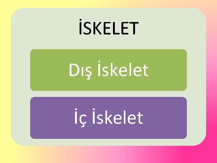 İSKELET Dış İskelet İç İskelet 