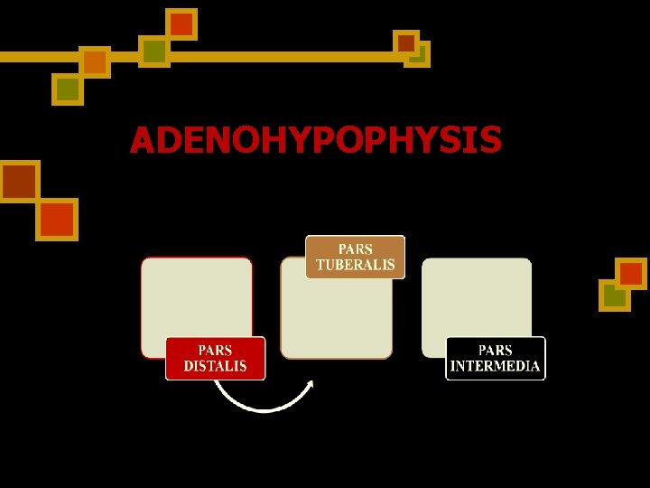 ADENOHYPOPHYSIS 