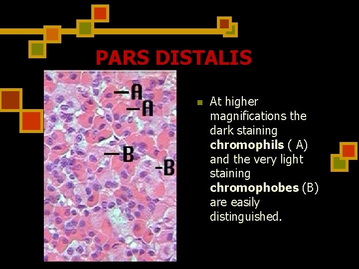 PARS DISTALIS n At higher magnifications the dark staining chromophils ( A) and the