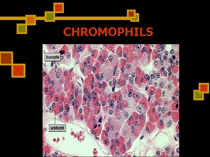 CHROMOPHILS 