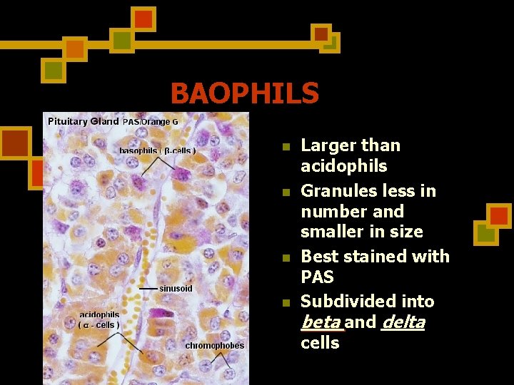 BAOPHILS n n Larger than acidophils Granules less in number and smaller in size