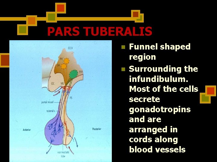 PARS TUBERALIS n n Funnel shaped region Surrounding the infundibulum. Most of the cells