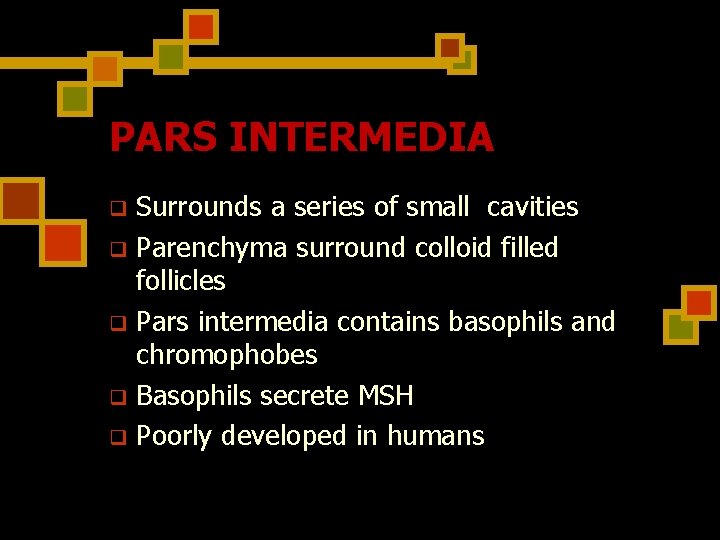 PARS INTERMEDIA Surrounds a series of small cavities q Parenchyma surround colloid filled follicles