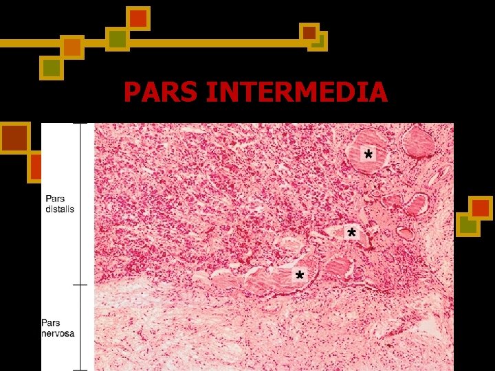 PARS INTERMEDIA 