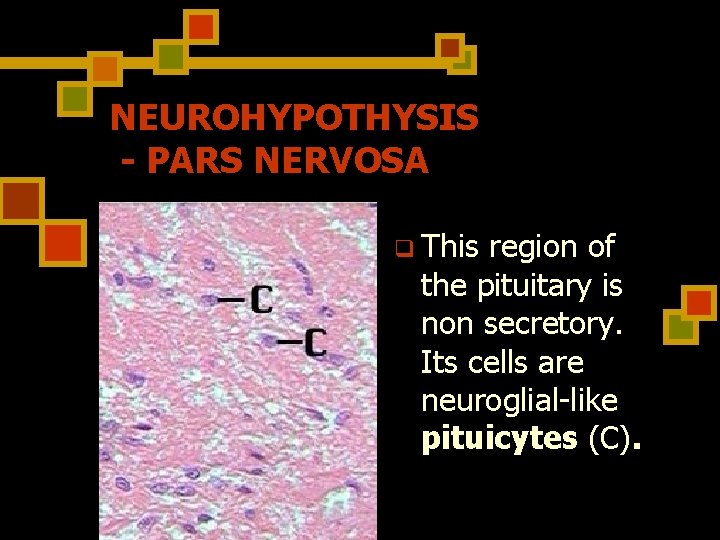 NEUROHYPOTHYSIS - PARS NERVOSA q This region of the pituitary is non secretory. Its