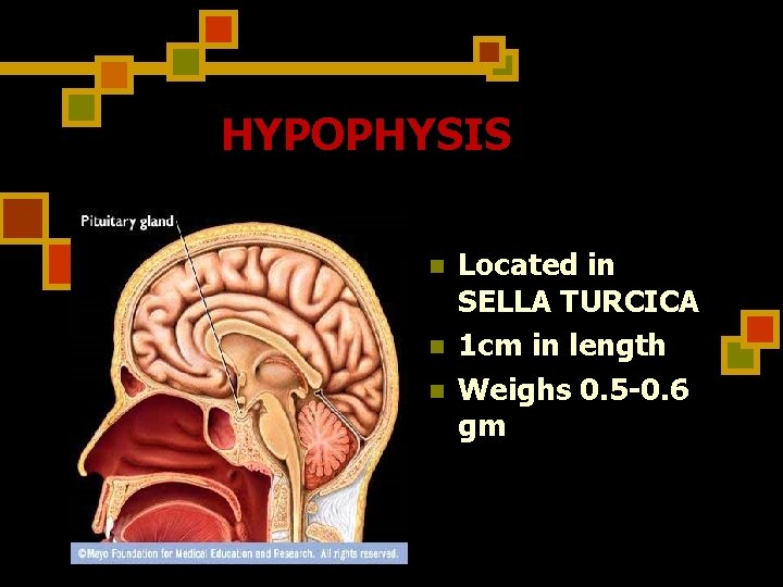 HYPOPHYSIS n n n Located in SELLA TURCICA 1 cm in length Weighs 0.