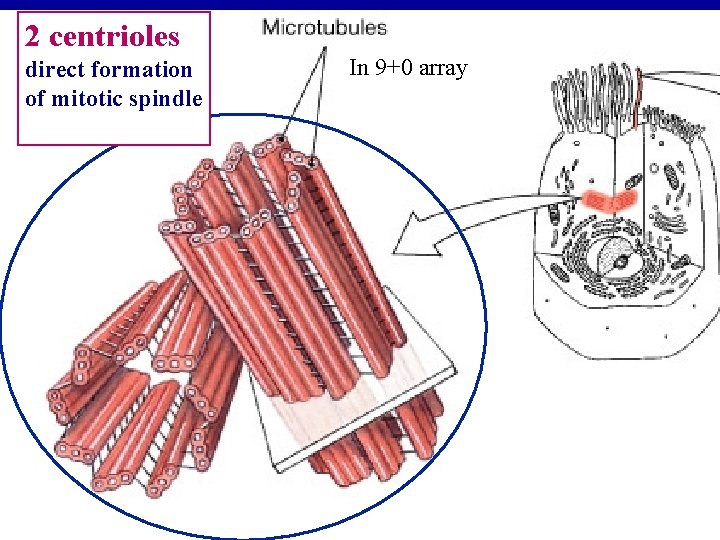 2 centrioles direct formation of mitotic spindle In 9+0 array 2 centrioles direct formation of mitotic spindle In 9+0 array