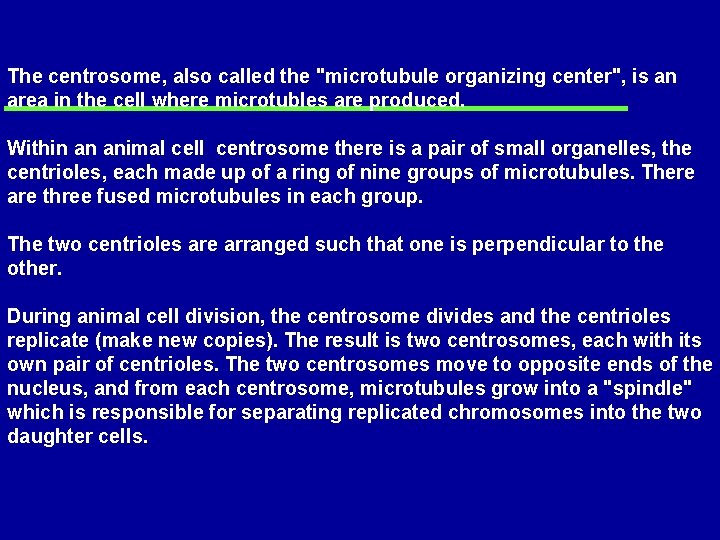 The centrosome, also called the "microtubule organizing center", is an area in the cell The centrosome, also called the "microtubule organizing center", is an area in the cell
