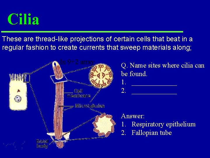 Cilia These are thread-like projections of certain cells that beat in a regular fashion Cilia These are thread-like projections of certain cells that beat in a regular fashion