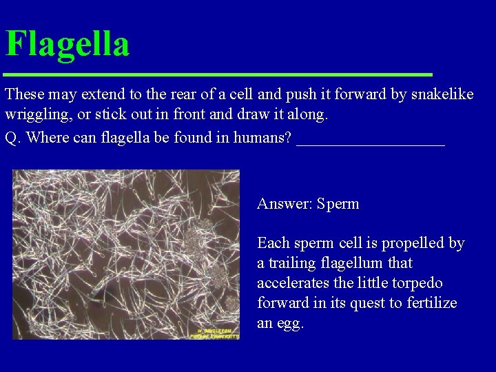 Flagella These may extend to the rear of a cell and push it forward Flagella These may extend to the rear of a cell and push it forward