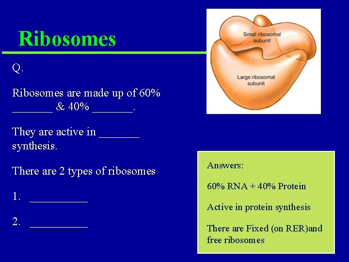 Ribosomes Q. Ribosomes are made up of 60% _______ & 40% _______. They are Ribosomes Q. Ribosomes are made up of 60% _______ & 40% _______. They are
