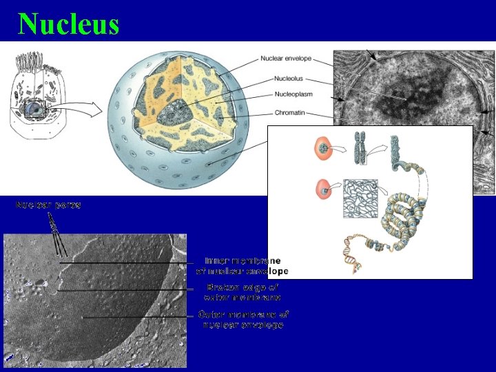 Nucleus Nucleus