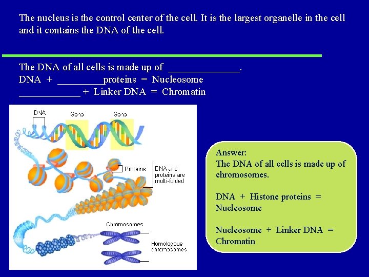 The nucleus is the control center of the cell. It is the largest organelle The nucleus is the control center of the cell. It is the largest organelle