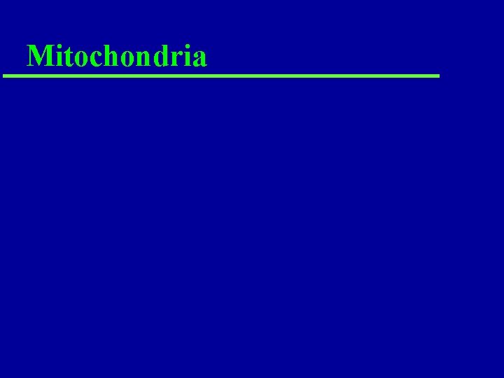 Mitochondria Mitochondria
