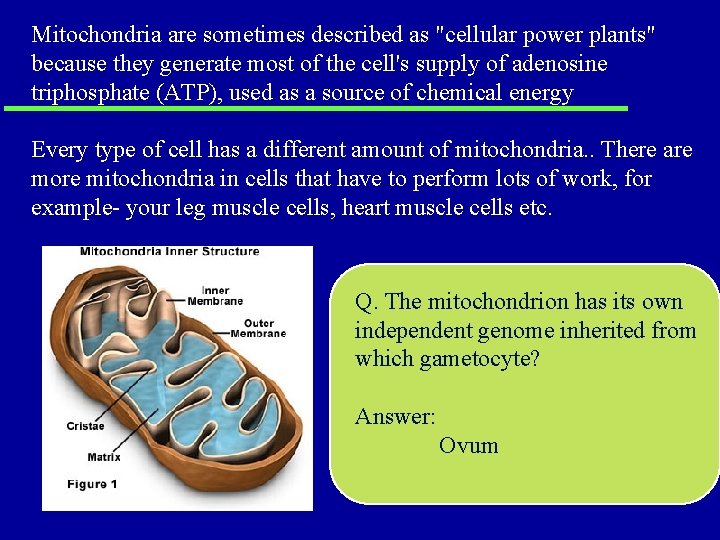 Mitochondria are sometimes described as "cellular power plants" because they generate most of the Mitochondria are sometimes described as "cellular power plants" because they generate most of the