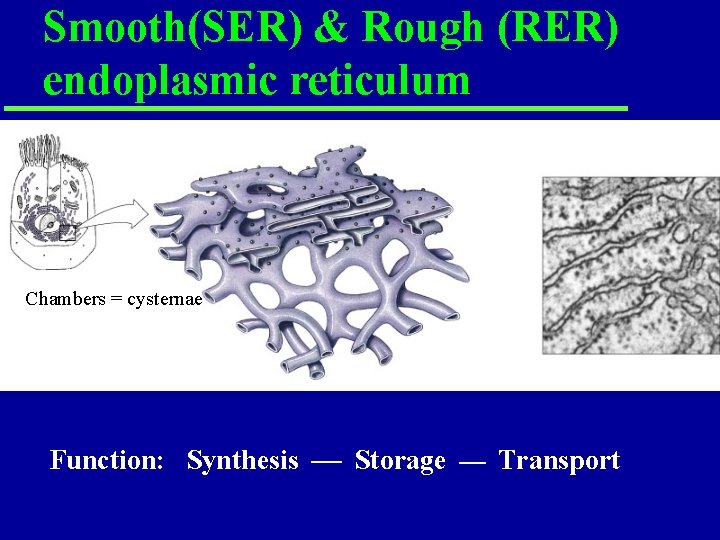 Smooth(SER) & Rough (RER) endoplasmic reticulum Chambers = cysternae Function: Synthesis Storage Transport Smooth(SER) & Rough (RER) endoplasmic reticulum Chambers = cysternae Function: Synthesis Storage Transport