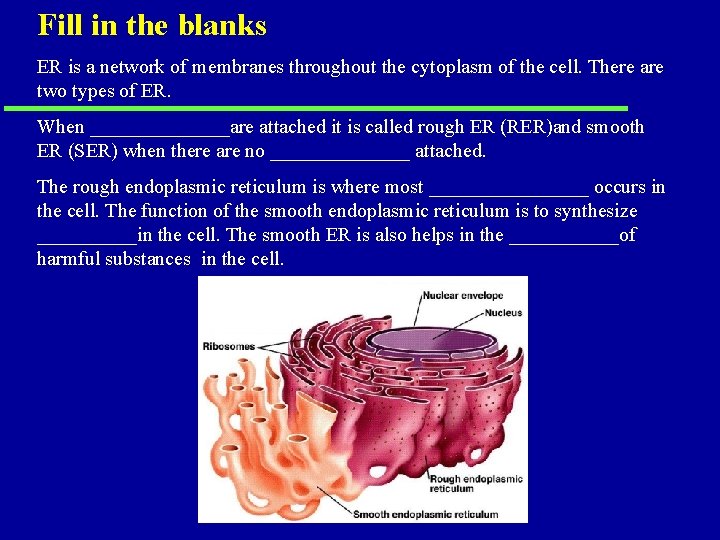 Fill in the blanks ER is a network of membranes throughout the cytoplasm of Fill in the blanks ER is a network of membranes throughout the cytoplasm of