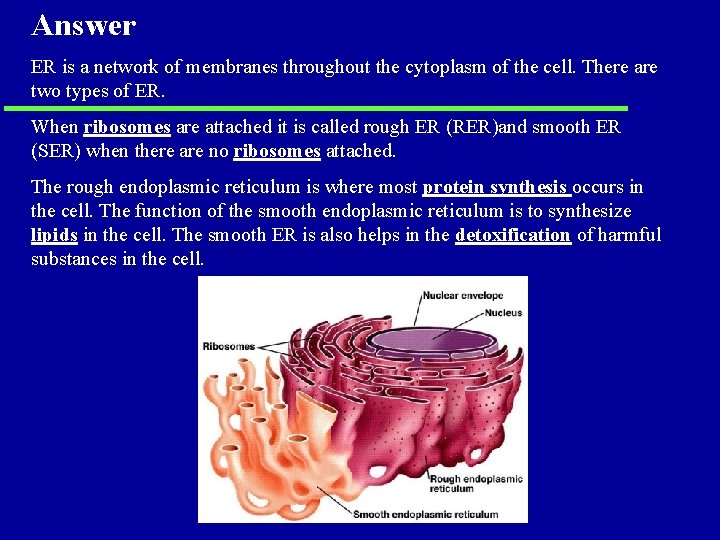 Answer ER is a network of membranes throughout the cytoplasm of the cell. There Answer ER is a network of membranes throughout the cytoplasm of the cell. There