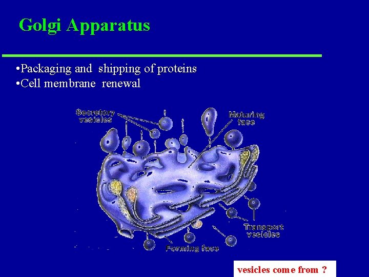 Golgi Apparatus • Packaging and shipping of proteins • Cell membrane renewal vesicles come Golgi Apparatus • Packaging and shipping of proteins • Cell membrane renewal vesicles come