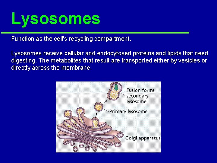 Lysosomes Function as the cell's recycling compartment. Lysosomes receive cellular and endocytosed proteins and Lysosomes Function as the cell's recycling compartment. Lysosomes receive cellular and endocytosed proteins and