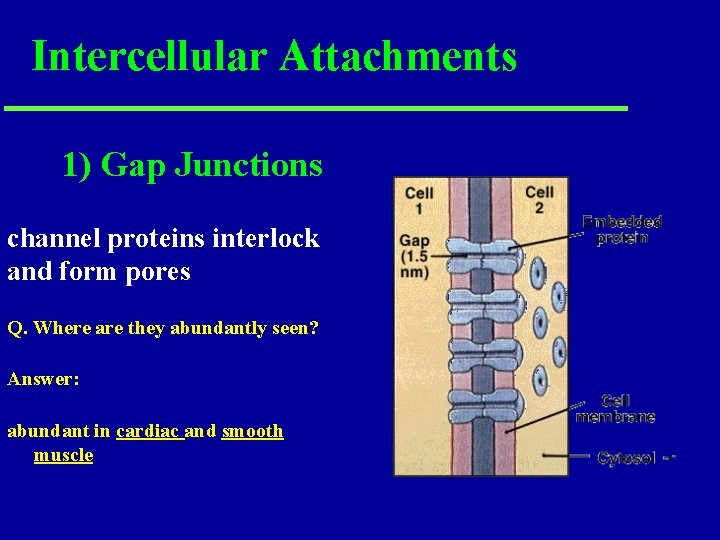 Intercellular Attachments 1) Gap Junctions channel proteins interlock and form pores Q. Where are Intercellular Attachments 1) Gap Junctions channel proteins interlock and form pores Q. Where are