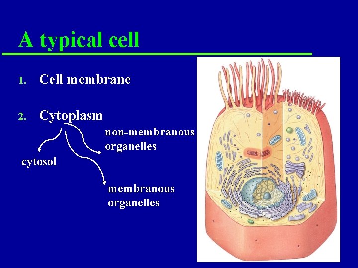 A typical cell 1. Cell membrane 2. Cytoplasm non-membranous organelles cytosol membranous organelles A typical cell 1. Cell membrane 2. Cytoplasm non-membranous organelles cytosol membranous organelles