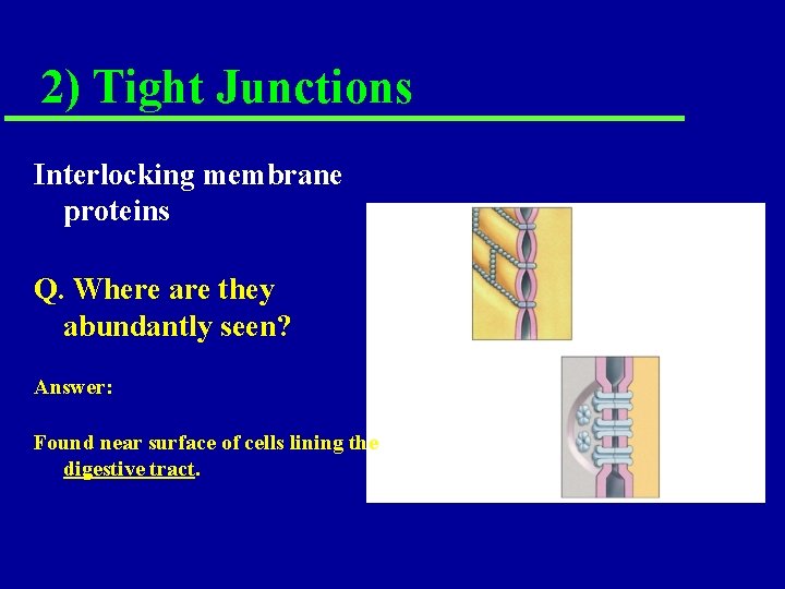 2) Tight Junctions Interlocking membrane proteins Q. Where are they abundantly seen? Answer: Found 2) Tight Junctions Interlocking membrane proteins Q. Where are they abundantly seen? Answer: Found